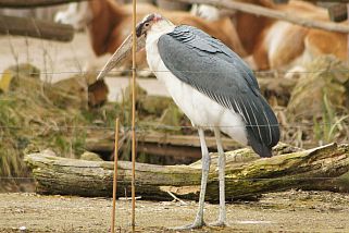 Leptoptilos crumenifer - Marabu (Afrikanischer Marabu)